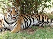 Тигр похитил женщину в Индии