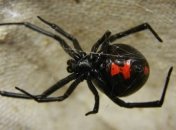 У вируса бактерий обнаружили ген ядовитой черной вдовы