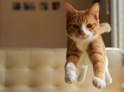 Забавные котики в полете