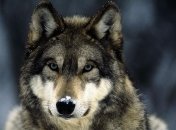 Ученые сделали необычное открытие о волках