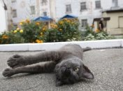 Во Франции ищут "серийного убийцу кошек"