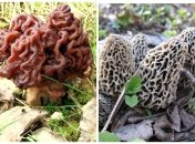 Отруйний строчок (ліворуч) та їстівний зморшок (праворуч)