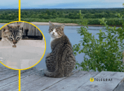 Кошачьи умеют плавать