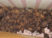 На балконе во Львове нашли почти 2 тысячи летучих мышей