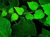 Прогноз погоды в Украине на 11 сентября: дожди на юге