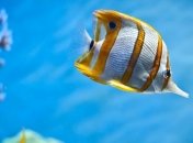 Ученые открыли новое свойство морской рыбы