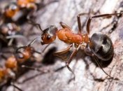 На Бродвее открыт новый вид муравьев
