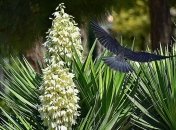 Приметы и обряды на 17 марта – День Кикиморы, Герасим Грачевник