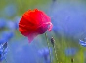 В ИНП Украины предлагают перенести выходной на 8 мая