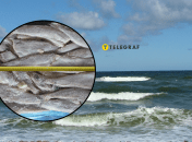 Рыба Путаса