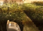 На Киевщине выращивали коноплю в промышленных масштабах: фото и видео