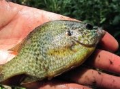 Ученые обнаружили взаимосвязь между размером мозга у рыб и местом их обитания