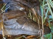 Скелет мужчины нашли в парке жители Тернополя   