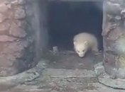 В зоопарке Николаева впервые вывели на прогулку маленького медвежонка (Видео)