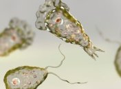 Виявили десятки випадків: в США в водопроводі виявили смертельний мікроб, який пожирає мозок