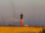 Тучи комаров заполонили Одесскую область (фото, видео)