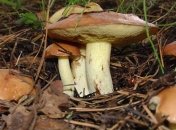 Супрун назвала правила безопасного грибного сбора 