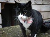 Не справляется с обязанностями: служебного кота МИД Британии посадили на диету