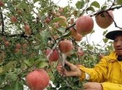 Яблочная кожура нормализует кровяное давление