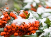 На выходные таки обещают снег 