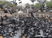 Аргентинца уволили за идею кормить школьников голубями