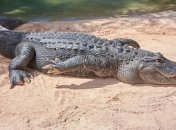 Крокодил з'їв порушника карантину в Руанді