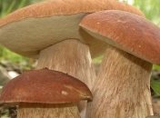 Эксперты считают, что стоимость грибов в Украине будет расти