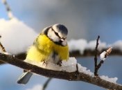 Григорьев день: история праздника и народные традиции