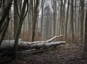 В Україні оголосили штормове попередження