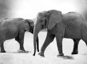 Очерчены территории, которые представляют собой серьезные угрозы для фауны