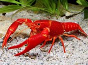 "Пекти раків": этот фразеологизм в украинском языке значит совсем не то, что кажется