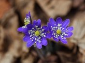 Сніг vs Спека: погода розділить Україну навпіл