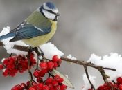 Приметы на 14 января: что категорически нельзя делать в Васильев день