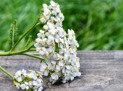 Приметы и обряды на 9 июня - Федорин день