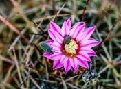 Самая крупная ферма кактусов, которая находится в Марокко (Фото) 