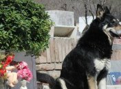 Вот она, настоящая верность...