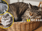 Старіючим кішкам потрібен особливий догляд