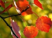 Погода в Украине на 14 ноября: в стране будет дождливо