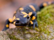 Саламандра