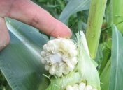 Град побил урожай на Волыне