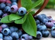 Черника: полезные и опасные свойства 