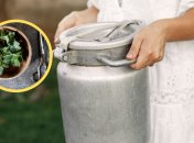 Полезное удобрение для томатов, огурцов, клубники и т.д.