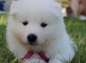 Дарвин не ошибался: в эволюции все решает дружелюбие, а не приспособляемость