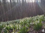 Погода в Украине 10 марта: пасмурно, местами дождь 