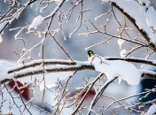 Филимонов день в 2023 году отмечается 14 декабря (ранее 27 декабря)