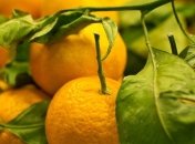 Грузия начала поставлять в Россию апельсины и мандарины