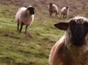 В 2012 году в Украине количество овец и коз увеличилось на 10,2%