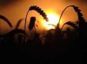 В 27 млн рублей оценен ущерб сельхозпосевам от засухи в Туве