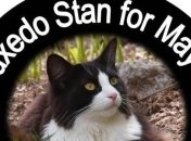 В канадском городе на пост мэра претендует кот