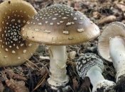 В Одесской области семья отравилась грибами: умерли беременная мать и сын